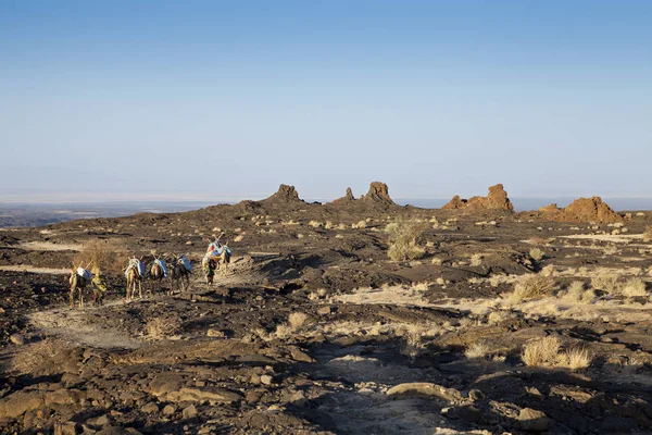 Kamelen Caravan Ethiopische Woestijn — Stockfoto