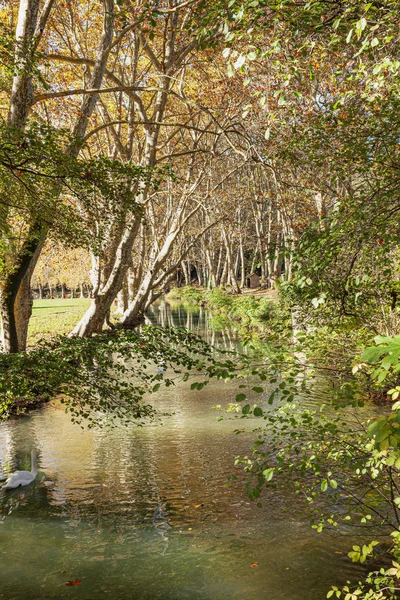 Πλατάνια Κατά Μήκος Του Ποταμού — Φωτογραφία Αρχείου