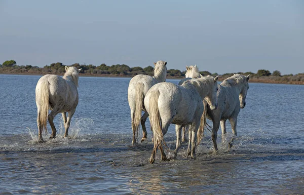 Chevaux Galopant Dans Marais — Photo