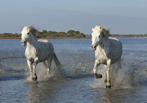 Chevaux Galopant Dans Marais — Photo