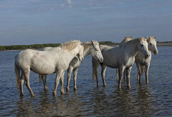 Caballo Blanco Que Permanece Agua — Foto de Stock