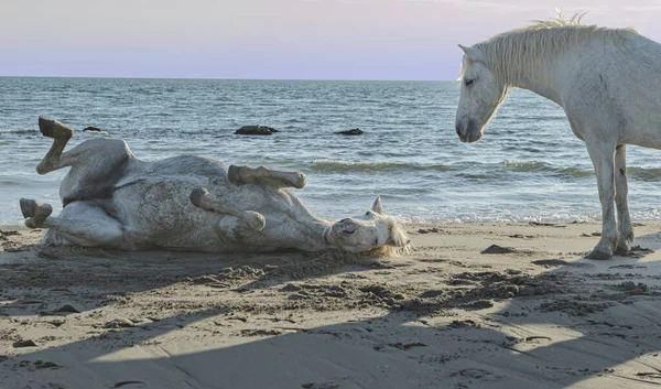 Białe Konie Skraju Morza — Zdjęcie stockowe