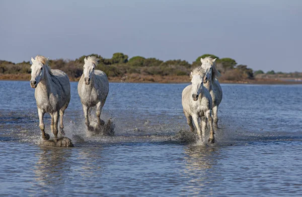 在沼泽地里疾驰的马 — 图库照片