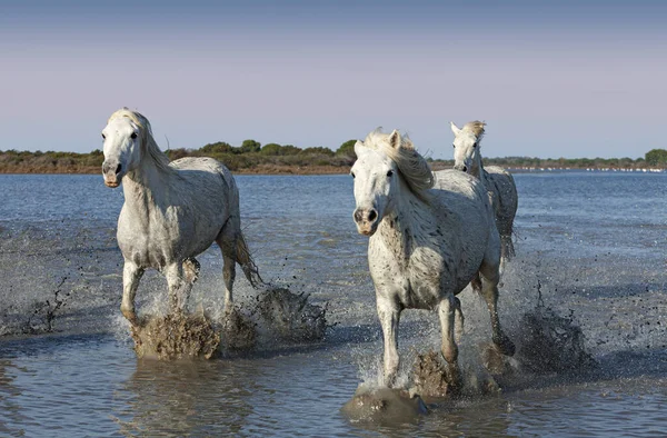 Cavalos Galopando Pântano — Fotografia de Stock