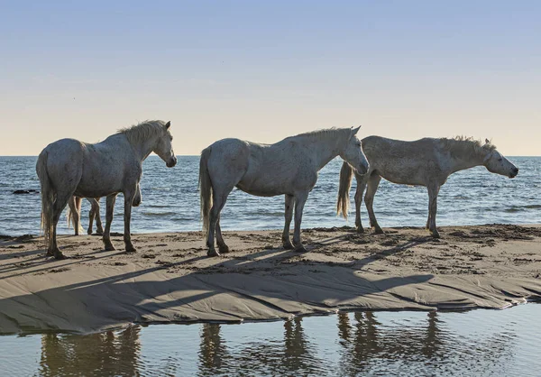 Koně Okraji Moře — Stock fotografie
