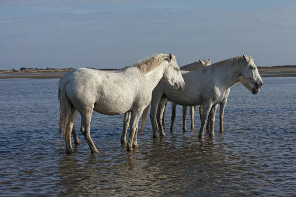 Caballo Blanco Que Permanece Agua — Foto de Stock