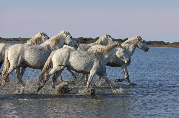 Horses Galloping Swamp — Stock Photo, Image