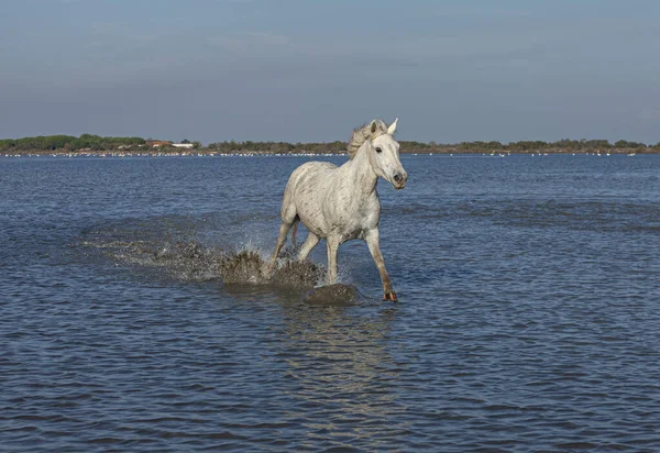 Jeden Bílý Kůň Pobíhající Vodě — Stock fotografie