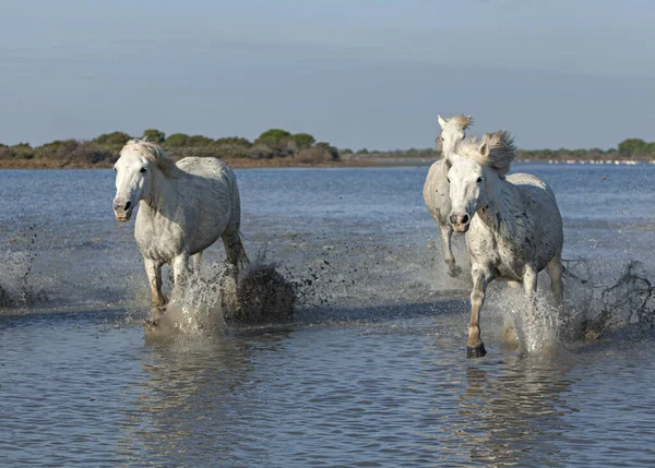 Лошади Скачут Болоту — стоковое фото