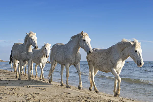 Białe Konie Spacerujące Skraju Morza — Zdjęcie stockowe