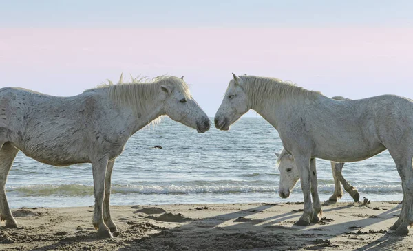 Białe Konie Skraju Morza — Zdjęcie stockowe