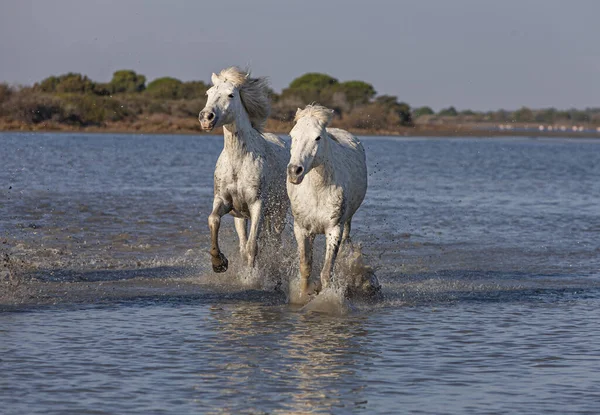 Cavalos Galopando Pântano — Fotografia de Stock