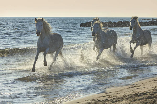 Koně Cválající Břehu Moře — Stock fotografie