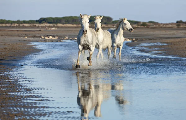 Cavalos Brancos Galopando Água — Fotografia de Stock