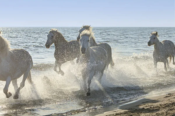 Horses Galloping Edge Sea — Stock Photo, Image