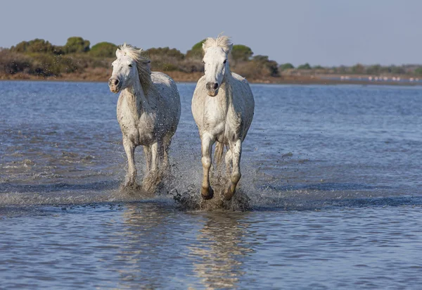 Horses Galloping Swamp — Stock Photo, Image