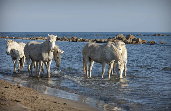 Caballos Borde Del Mar — Foto de Stock