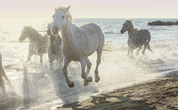 Cavalli Galoppo Sul Bordo Del Mare — Foto Stock