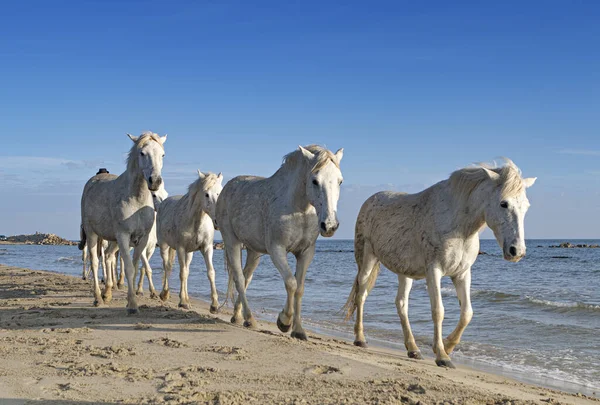 White Horses Walking Edge Sea — Stock Photo, Image