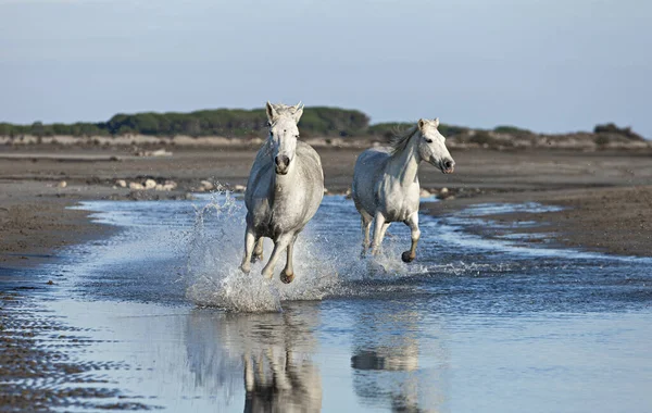 Białe Konie Galopie Wodzie — Zdjęcie stockowe