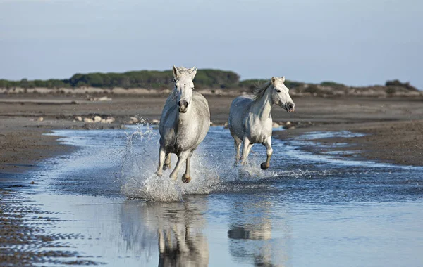 Caballos Blancos Galopando Agua — Foto de Stock