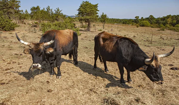 Sällsynt Aurok Lever Frankrike — Stockfoto