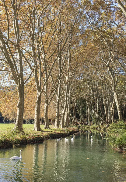 Rad Plana Träd Södra Frankrike — Stockfoto