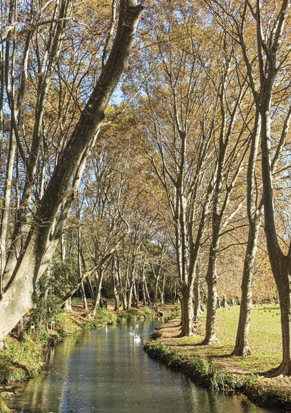 Σειρά Πλατανόδεντρων Στη Νότια Γαλλία — Φωτογραφία Αρχείου