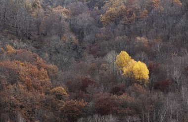 Ormanda sarı ağaçlar