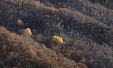Ormanda iki sarı ağaç
