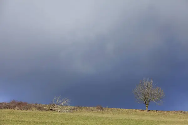 Osamělý Strom Pod Zamračenou Oblohou — Stock fotografie
