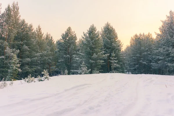 겨울 숲 현장 — 스톡 사진
