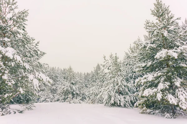 冬の休日の背景 — ストック写真
