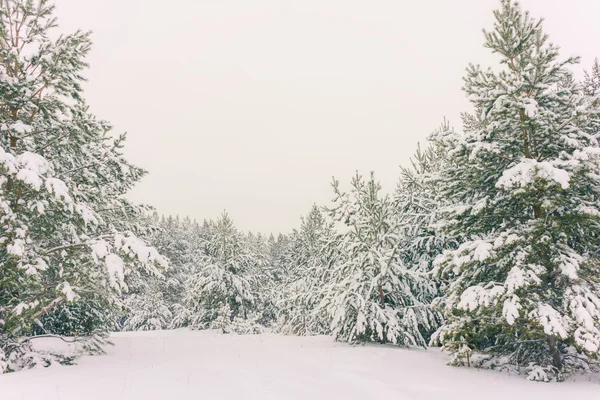 Fundo de férias de inverno — Fotografia de Stock