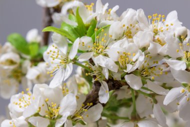 Soyut kiraz çiçeği