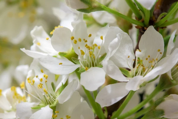 抽象樱花 — 图库照片