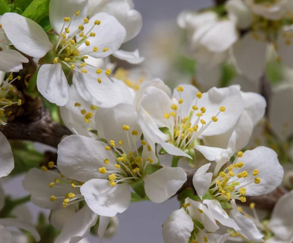 Flor abstracta de cerezo —  Fotos de Stock