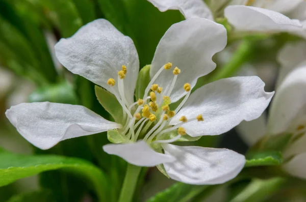 Fleur de cerisier abstraite — Photo