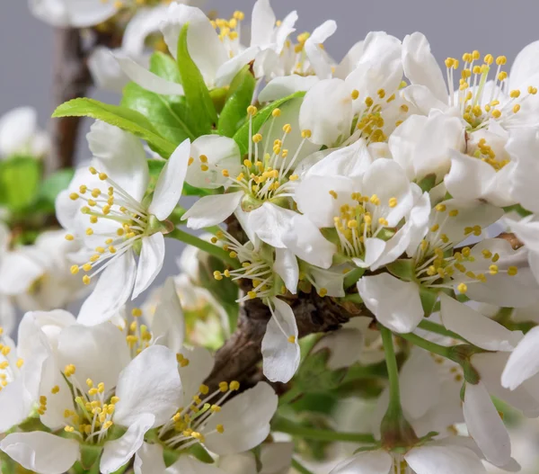 抽象的な桜 — ストック写真