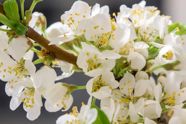 Abstract Cherry Blossom — Stock Photo, Image