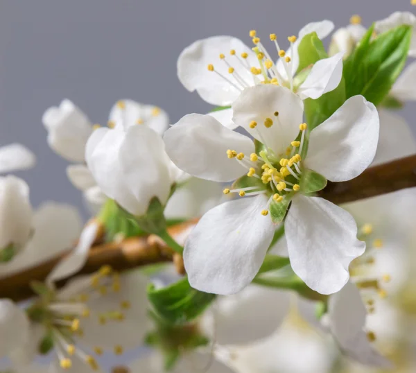 Абстрактный цветок вишни — стоковое фото
