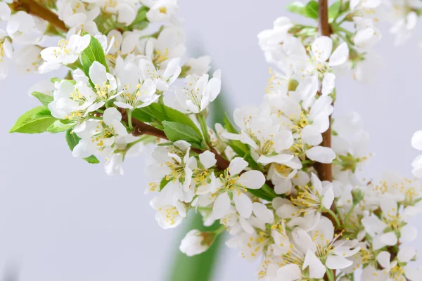 抽象的な桜 — ストック写真