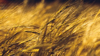 Altın buğday tarlası