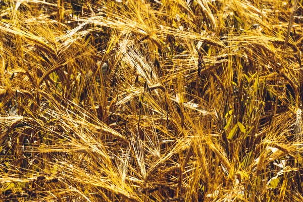 Gouden tarweveld — Stockfoto