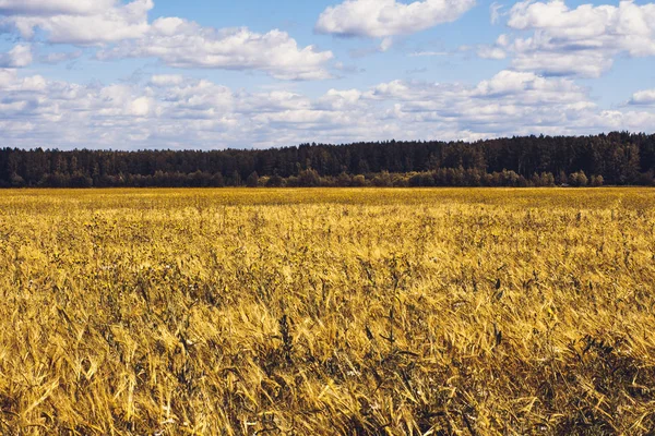 Golden Wheat Field — Stock Photo, Image