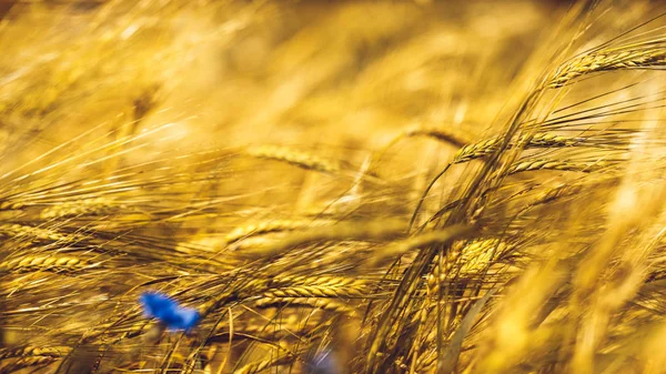 Gouden tarweveld — Stockfoto