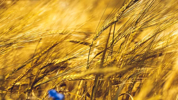 Gouden tarweveld — Stockfoto