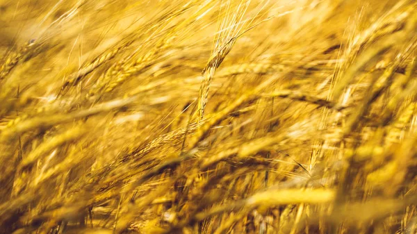 Gouden tarweveld — Stockfoto