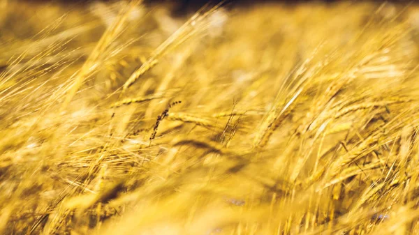 Gouden tarweveld — Stockfoto