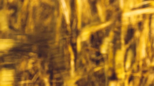 Golden Wheat Field — Stock Photo, Image